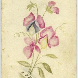 Hand-drawn card of orchids