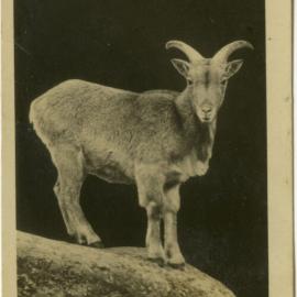 Card of Mountain Deer [Goat]