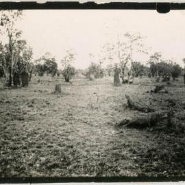 Photo of scrub forest, location unknown.