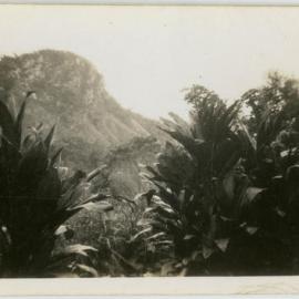 Lush landscape and mountain, likely near Cairns