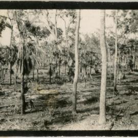 Photo of sparse gum forest, location unknown