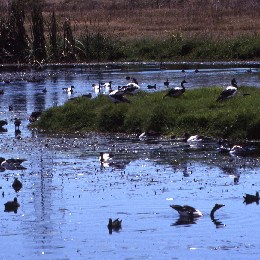 Hunter Wetlands Collection