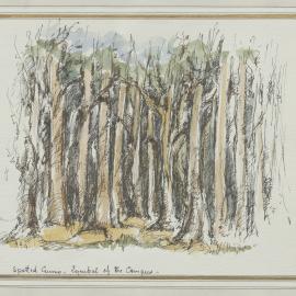 Spotted Gums, Symbol of the Campus, by Allan Gamble, 1991