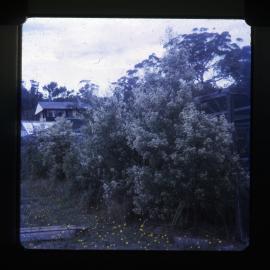 Shoal Bay white Christmas tree, NSW, 1971