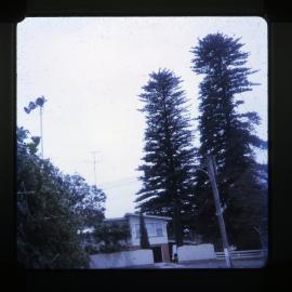 Christmas tree, Raymond Terrace, NSW, 1971