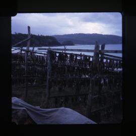 Dried fish racks, Seal Rocks, NSW, 1972