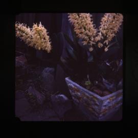 Lily in flower, Newcastle, NSW, 1977