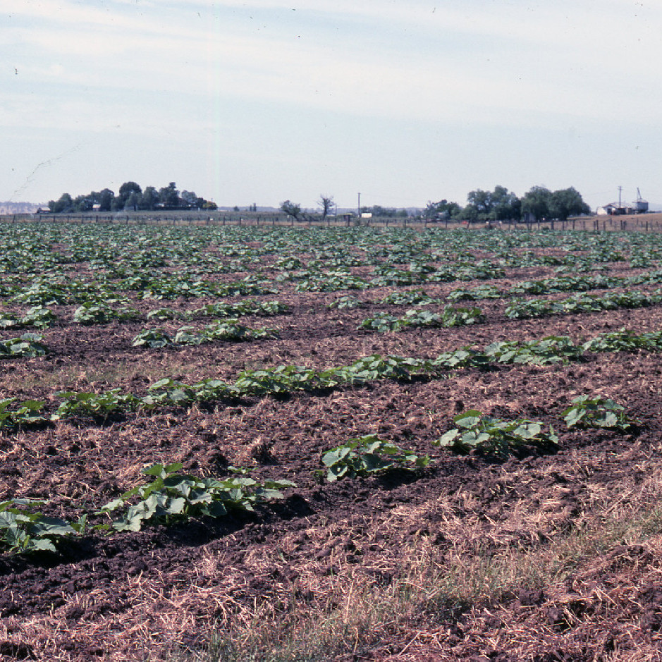  Interview with Thomas Wright about farming - 1988 (sound bite)