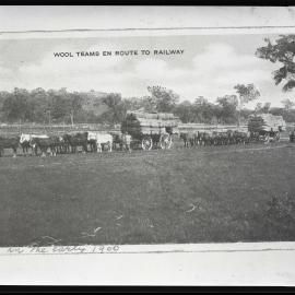 Wool teams en route to railway, early 1900s