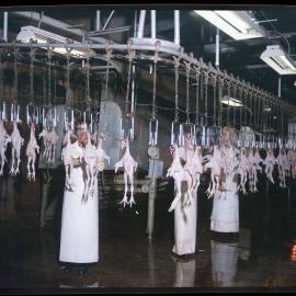 Steggles, factory floor with chickens on hooks, 1965