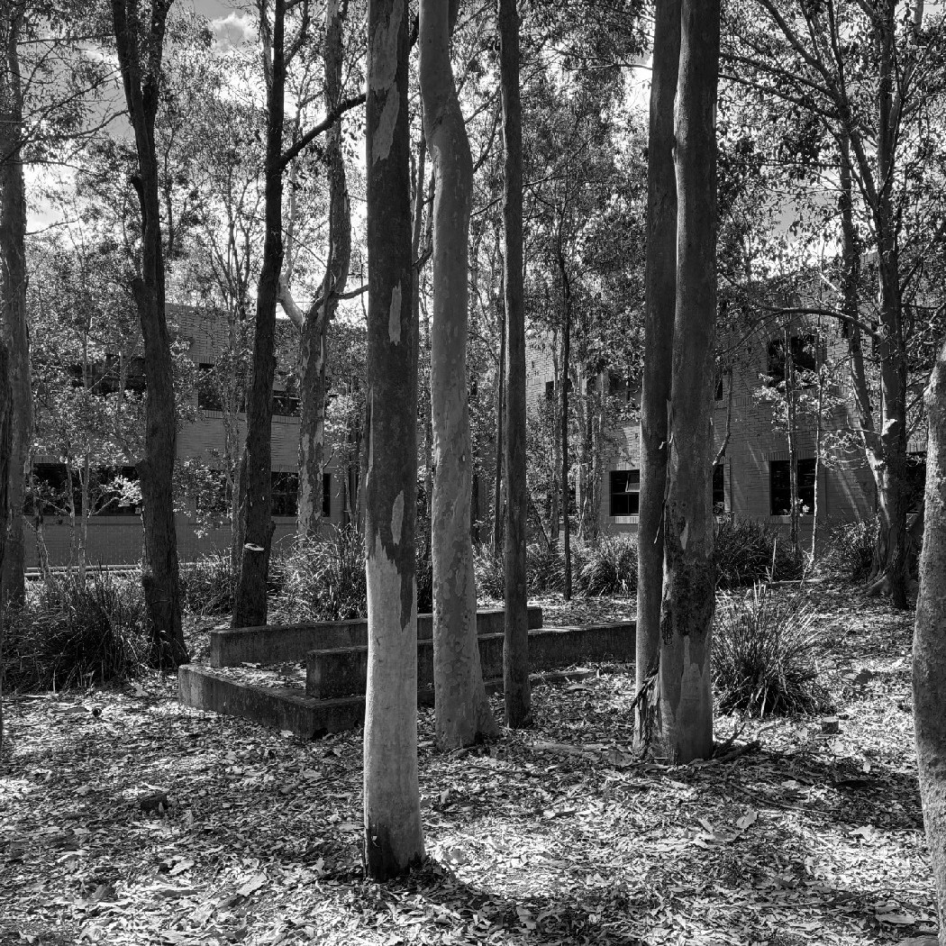 Bushland behind Chancellery building