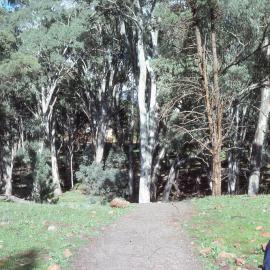 Grove of trees, Coopers Creek, South Australia