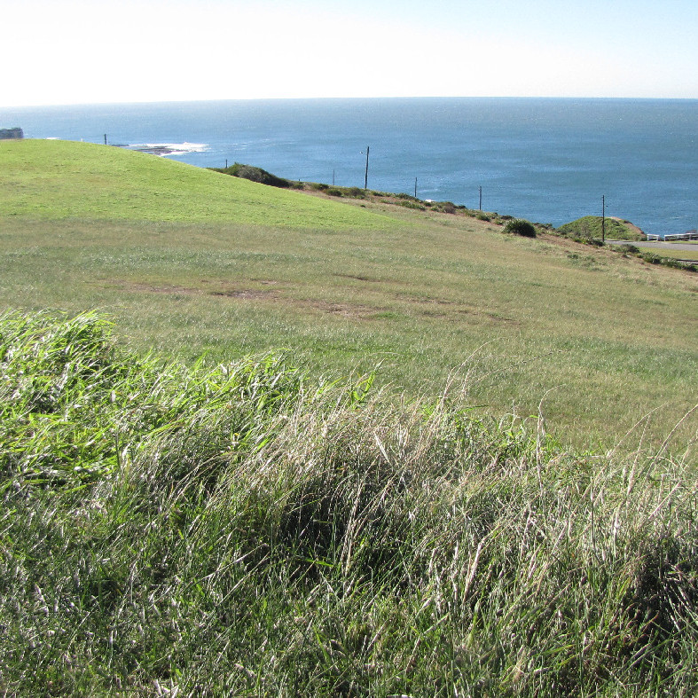 Grassed area, Shepherds Hill, Newcastle, NSW, 2012