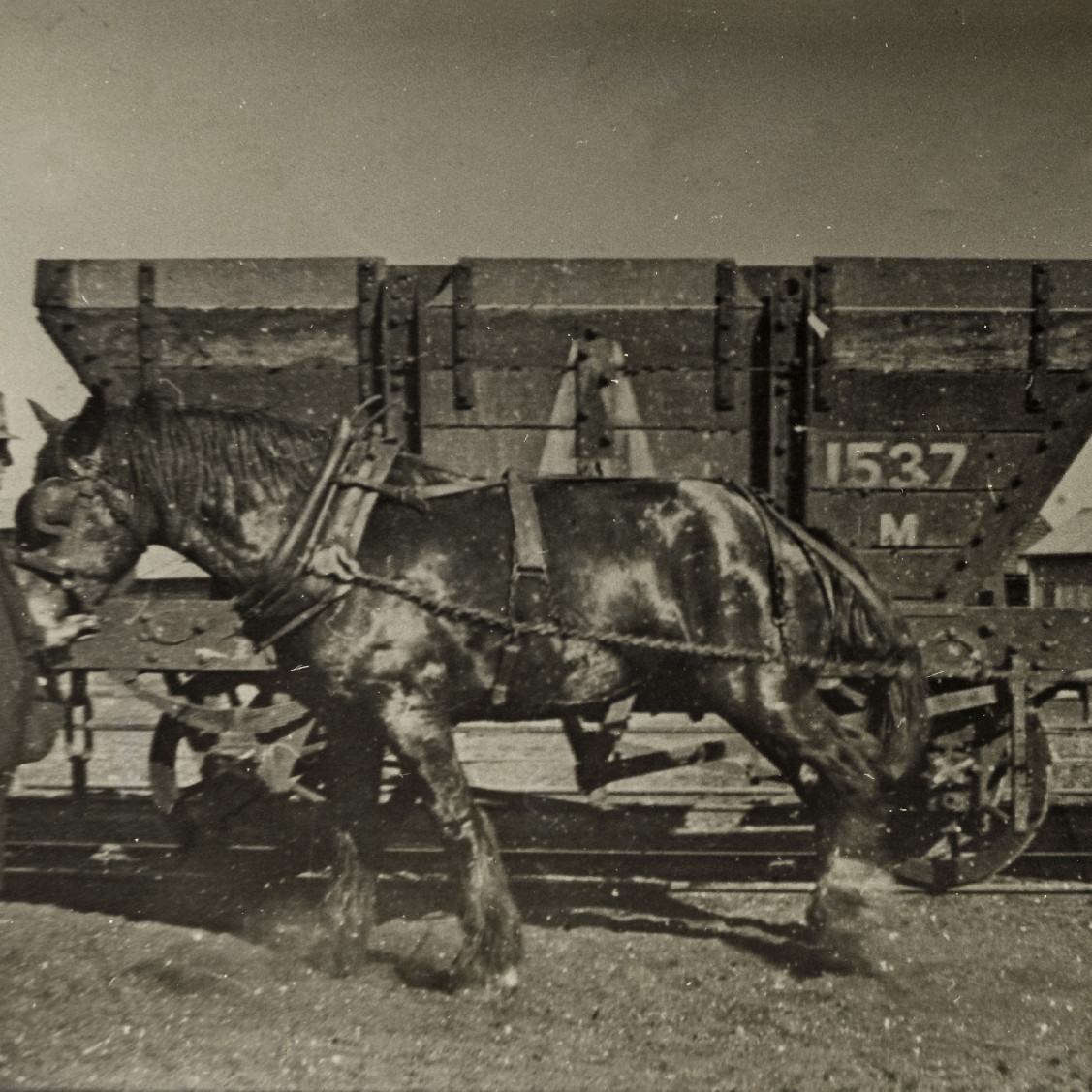 Horse Used for Towing Empty Wagons at Newcastle Coal Loader