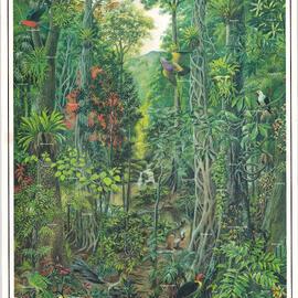 Subtropical Rainforest Illustrated by Margaret Senior