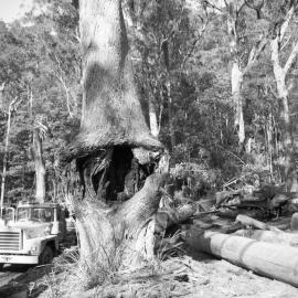 Rowley Wellard taking logs from the Allyn Valley to Pender and Foster’s Mill at Maitland, NSW
