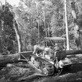 Rowley Wellard taking logs from the Allyn Valley to Pender and Foster’s Mill at Maitland, NSW
