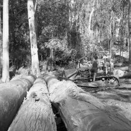 Rowley Wellard taking logs from the Allyn Valley to Pender and Foster’s Mill at Maitland, NSW