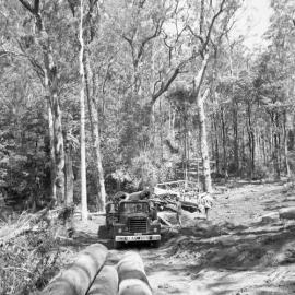 Rowley Wellard taking logs from the Allyn Valley to Pender and Foster’s Mill at Maitland, NSW