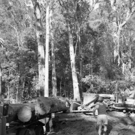 Rowley Wellard taking logs from the Allyn Valley to Pender and Foster’s Mill at Maitland, NSW