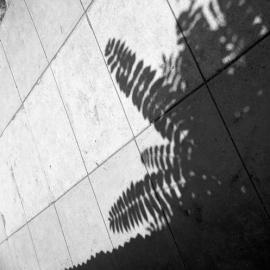 Pattern of leaf shadows, Elgin Street, Maitland, NSW
