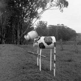 Milk can mail box in the shape of a Friesian cow at Rumble’s Friesian dairy at Glen William, December 26, 1970