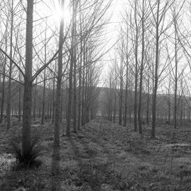 Poplars at Tocal in winter