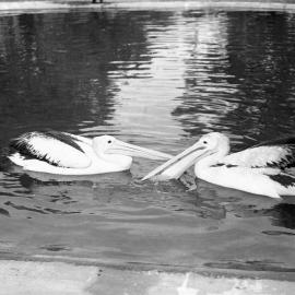 Pelicans at Taronga Park, Sydney, NSW 