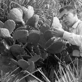 David Purchase and Warren Hitchcock (CSIRO) visit the island, 1967 - Mr. Morris examining prickly pear