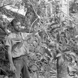 David Purchase and Warren Hitchcock (CSIRO) visit the island, 1967 - Keith Davey alongside small-leaf stinging tree