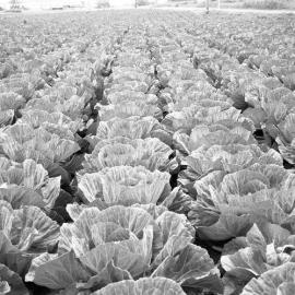 Agricultural Photographs for a book, January, 1960 (written by Morris Wann) - Cabbages at Glenarvon