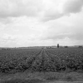 Agricultural Photographs for a book, January, 1960 (written by Morris Wann) - Cabbages at Glenarvon