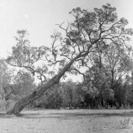 Trees - McDonald’s property at Seaham, NSW