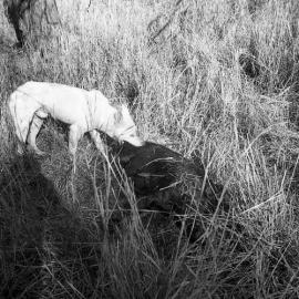 Pig Hunting in Pilliga Scrub, Burren Junction, October, 1961 - Pig shot with an arrow and dogs sniffing
