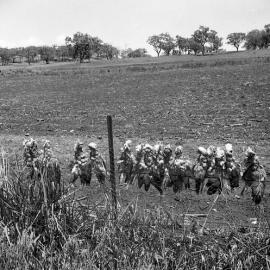 Pig Hunting in Pilliga Scrub, Burren Junction, October, 1961 - Galahs shot and strung on fence 1961