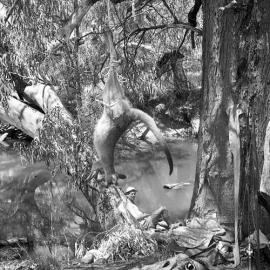 Pig Hunting in Pilliga Scrub, Burren Junction, October, 1961 - River at Burren Junction with kangaroos strung up