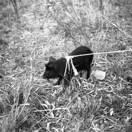 Pig Hunting in Pilliga Scrub, Burren Junction, October, 1961 - Captured piglet