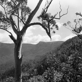  Careys Peak from halfway up, Barrington Tops, NSW
