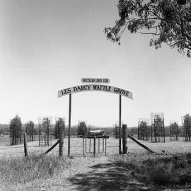 Les Darcy Lion’s Club memorial wattle grove near Stradbroke, NSW, 1968