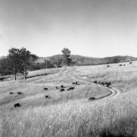 Camyr Allyn, looking back towards the property from Allynbrook Road, NSW