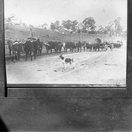 Bullock team hauling extremely large logs, Dora Creek, NSW