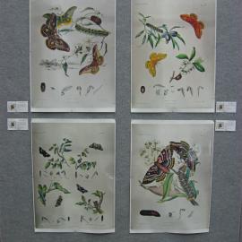 Scott Sisters Exhibition