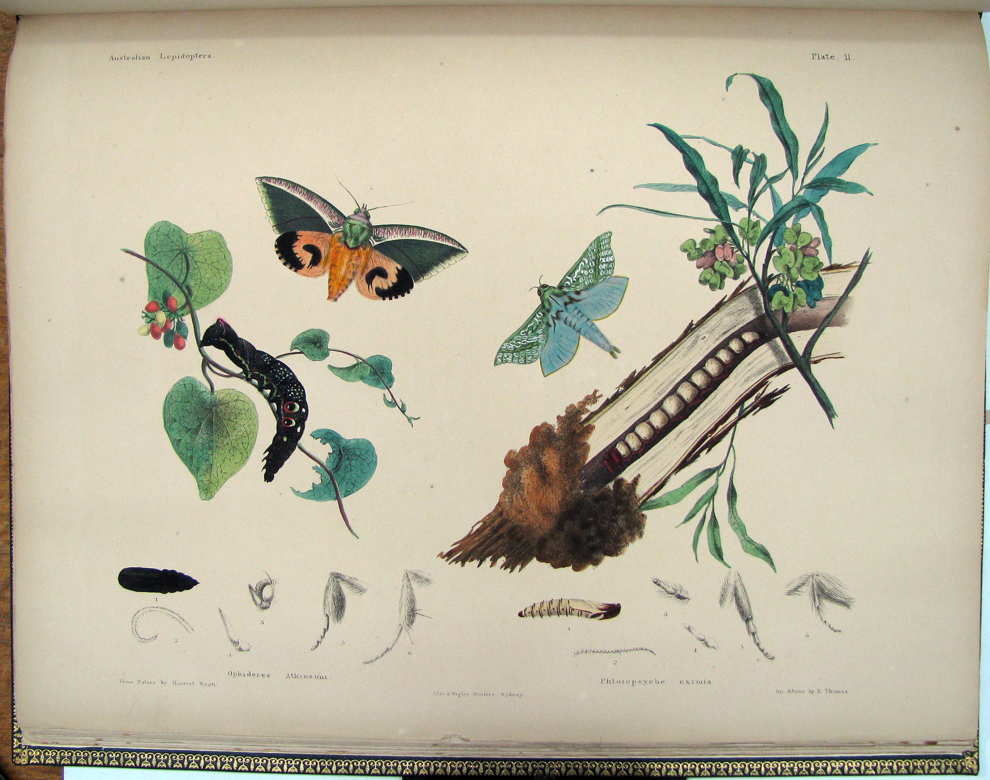 Scott - Lepidoptera - Plate11