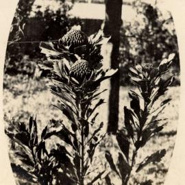 Waratah, NSW, Australia [c.1930's]