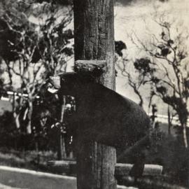 Black Bear climbing a pole, Taronga Zoo, Sydney, NSW, Australia [c.1930's]
