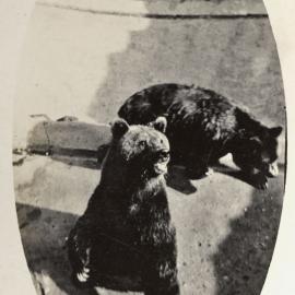 Black Bear, Taronga Zoo, Sydney, NSW, Australia [c.1930's]