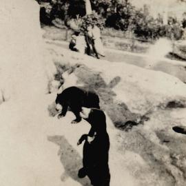 North American Black Bear, Taronga Zoo, Sydney, NSW, Australia [c.1930's]