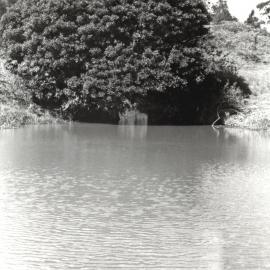 Lightfoot's Dam, Minmi, NSW, Australia, 1990.