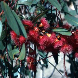 Blossom of Red flowering Ironbark at Riversdale, 1965