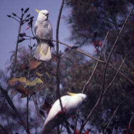 White cockatoos on tree - closeup